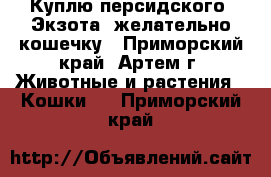 Куплю персидского “Экзота“ желательно кошечку - Приморский край, Артем г. Животные и растения » Кошки   . Приморский край